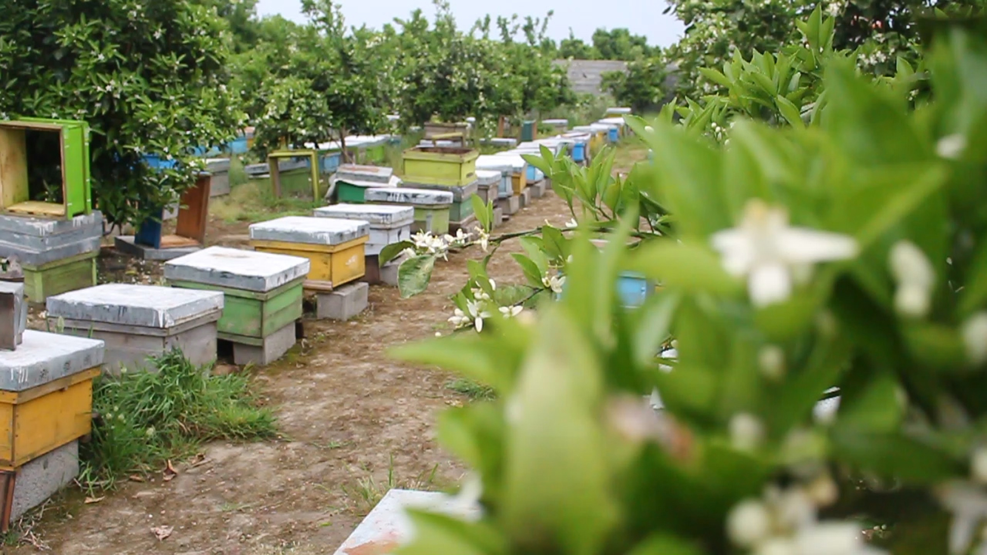 قیمت عسل صد در صد طبیعی